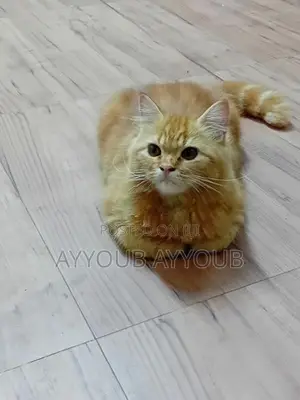 Persian Cat