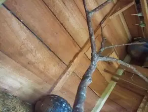 Love bird cage
