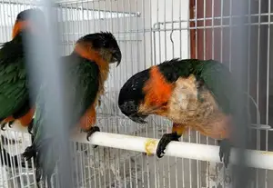 Black-Headed Parrot