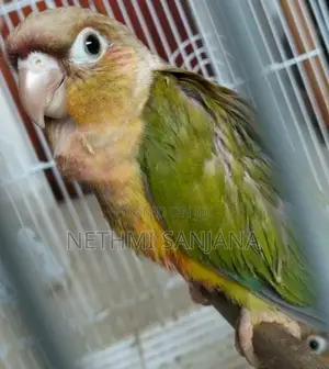 Pineapple Conure and Sun