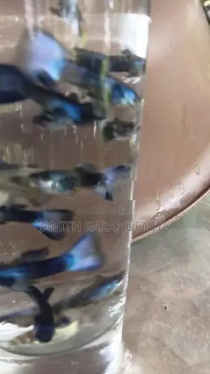 Guppy Moscow Blue