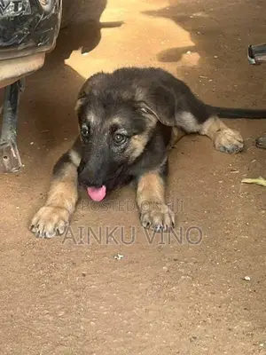 German Shepherd Puppies