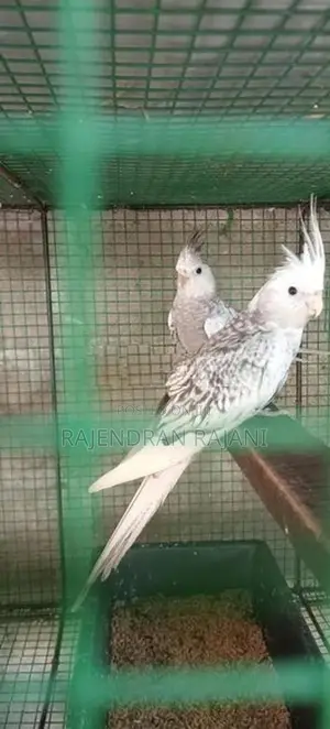 cocktail birds