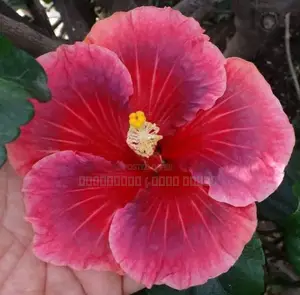 செம்பருத்தி