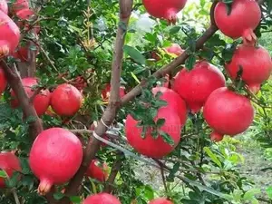 மாதுளை Plant