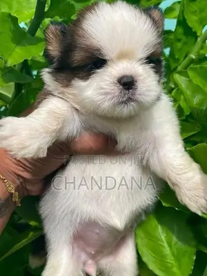 Shihtzu Puppies
