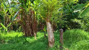 නිට්ටඹුව – මඩුවෙගෙදර වටිනා බිම් කොටසක්