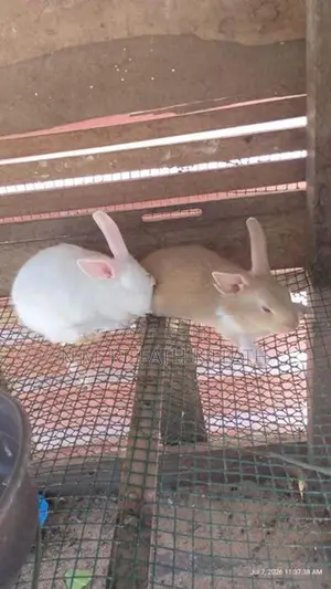 rabit