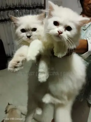 Persian Cat