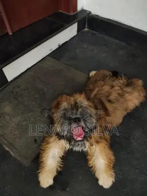 shih tzu