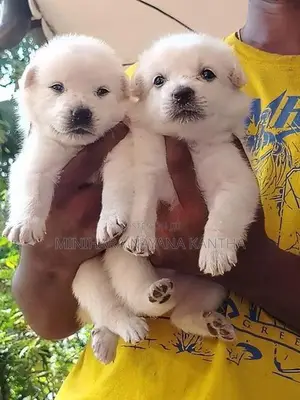 Lion Pomeranian Puppies