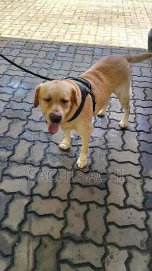Labrador
