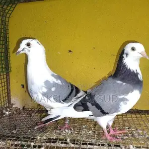 Pigeons
