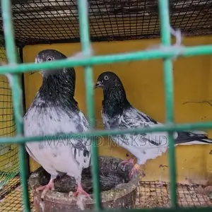 Pigeons