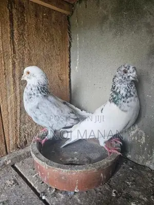 Pigeons