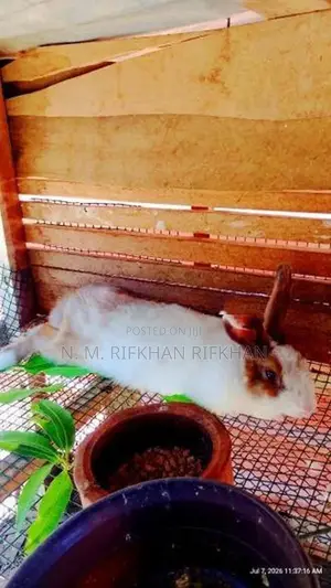 Rabbit