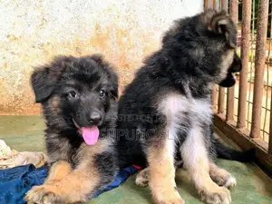 German Shepherd Puppies