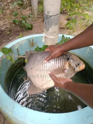 Gourami Fish