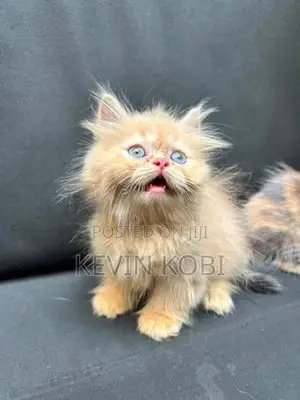 Persian kittens