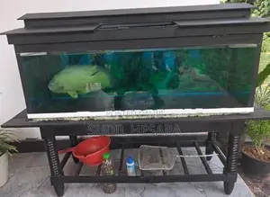 Aquarium Tank with an Oscar