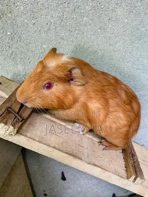 Guinea pig