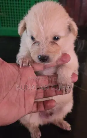 pomarijan kutty