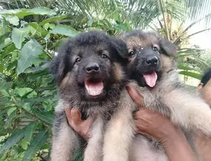 Lion Shepherd Puppies