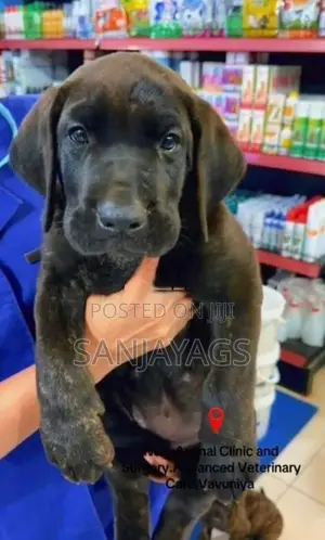 Presa Canario Pups