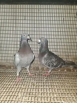 Recing Homar Pigeon