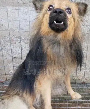 Lion Pomeranian Male Dog