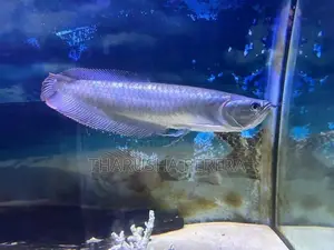 Silver Arowana