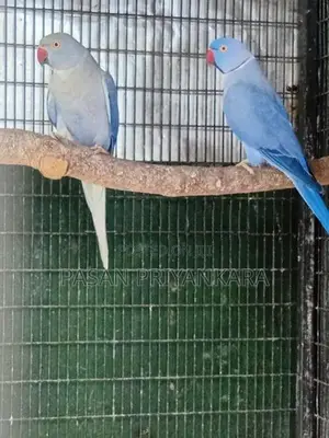 Ringneck Birds