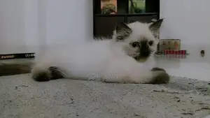 Himalayan Cat