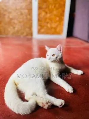 White Persian Cross Cat