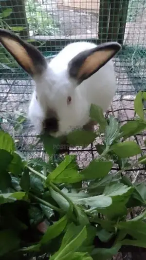 Rabbit