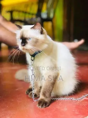Persian Cat