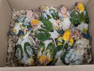 Sun Conure Birds