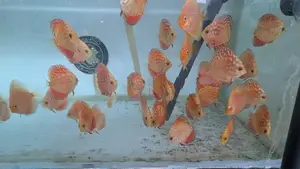 Discus Fish