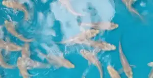 PLATINUM SL KOI