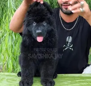 German Shepherd Long Coat Puppies