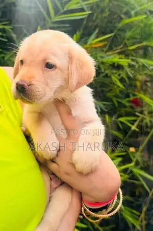 Labrador Retriever Puppies (male/female)