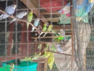 Love Birds