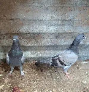 Pigeons