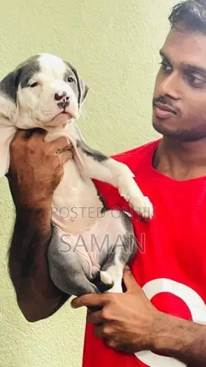 Amarucan bully XL