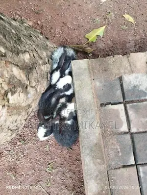 හා පැටවුන්