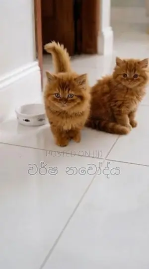 Persian Cat