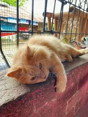 Persian Cat