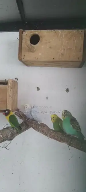 Love Birds