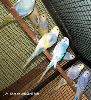Rainbow Love Birds