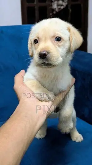 Labrador Retriever Puppies